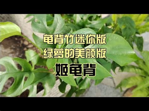 姬龜背風水|【姬龜背風水】為家居添姬龜背風水，守護您的空氣與能量